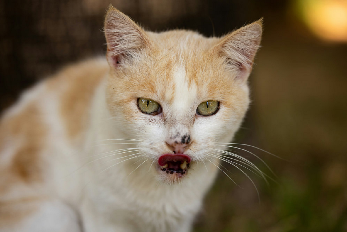 Gato com feridas na boca